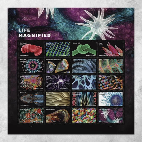 Life Magnified Forever Stamps image 1